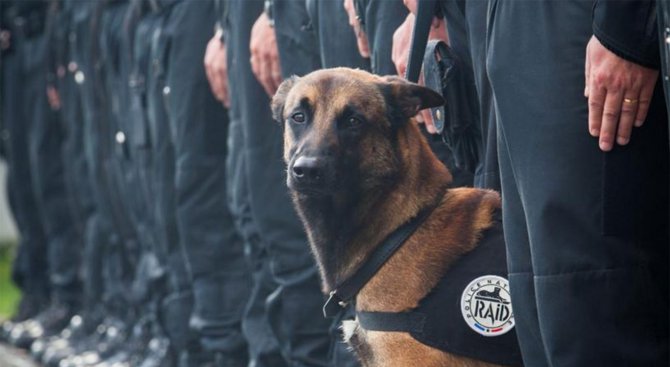 Полицейското куче Дизел е било убито от терористите в Париж