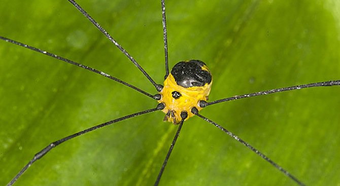 Учени откриха паякообразни без очи в Бразилия (снимка)