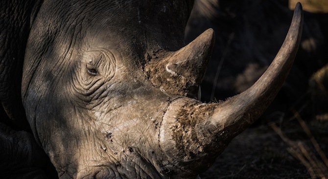 Почина един от последните бели носорози на Земята