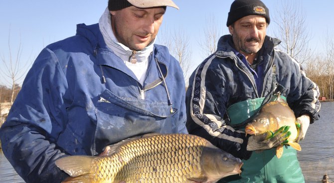 Риболовци не пипат цената на рибата за Никулден