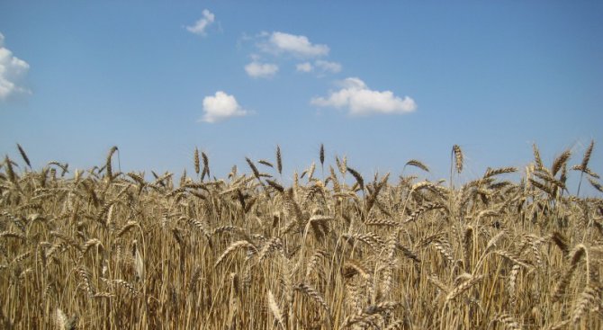 Приключи сеитбата на пшеница в Добричка област