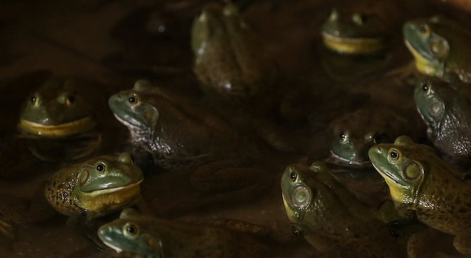 Село с нова пречиствателна станция вади жаби от тръбите си и ходи жадно