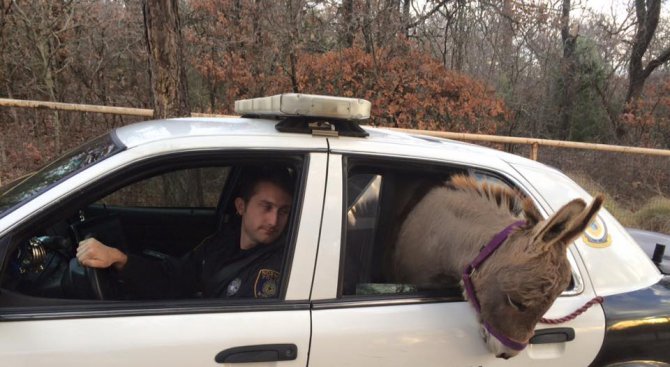 Снимка на „арестувано“ магаре стана хит в интернет