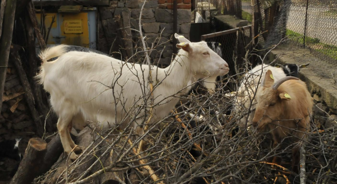 Вандали заклаха две камерунски кози и пет заека в зоокът край Стара Загора