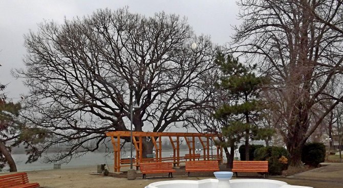 Старият дъб в Дунавската градина на Силистра спечели конкурса &quot;Дърво с корен&quot;