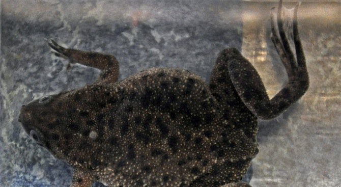 Откриха 6 нови вида африкански жаби