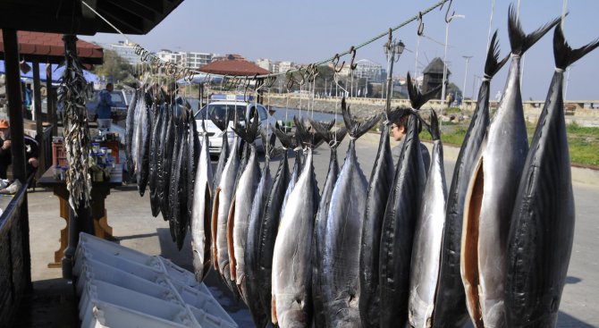 Вредните вещества в черноморската рибата по-малко от средните показатели за Европа