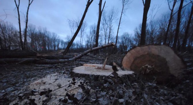 Близо 900 незаконно отсечени дървета са открити край Рибарица