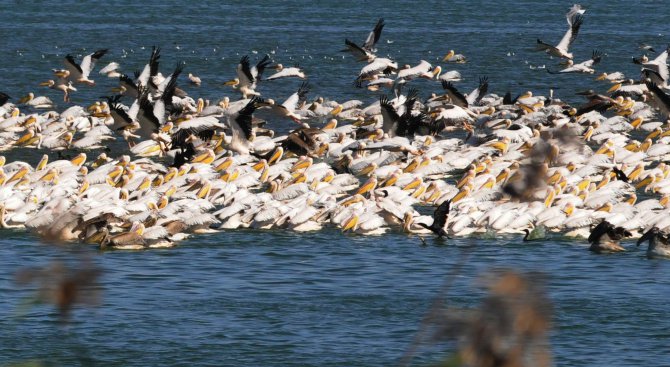 Къдроглави пеликани долетяха в резервата &quot;Сребърна&quot; заради топлото време