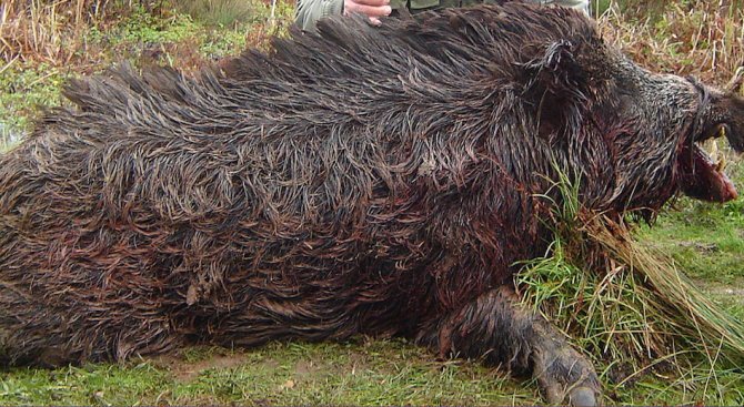 Иззеха разфасована 150-килограмова дива свиня