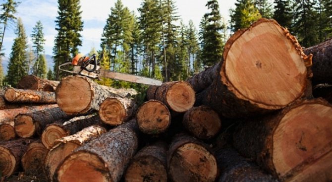 Камион с незаконна дървесина задържаха горски инспектори