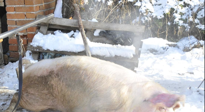 Крадци отмъкнаха 50 кг. свинско месо, кебапчета и 2 литра домашна ракия