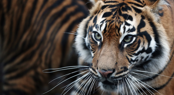 Около 50 тигри и леопарди имат ''двойно гражданство''