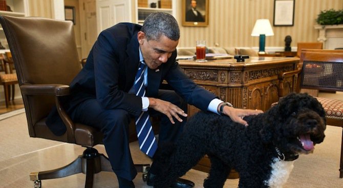Задържаха въоръжен мъж, който планирал да отвлече кучето на Обама