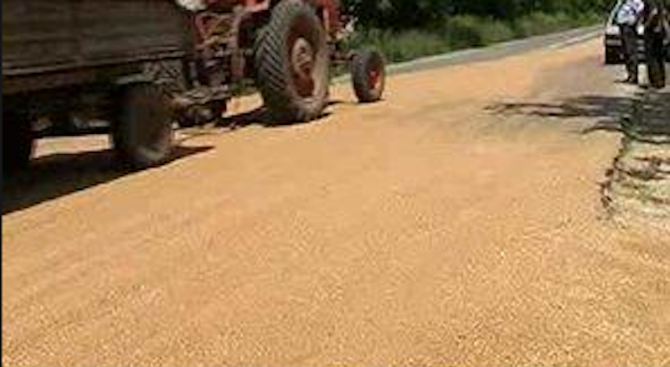 Почистиха разпиляно жито по пътя Търговище – Попово