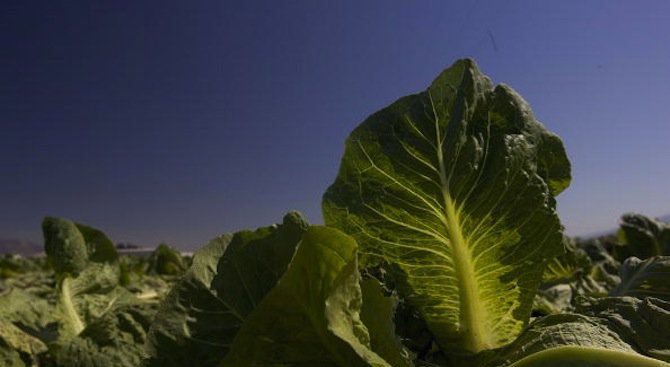 Нитрати в листните зеленчуци предпазват от глаукома, установиха учени