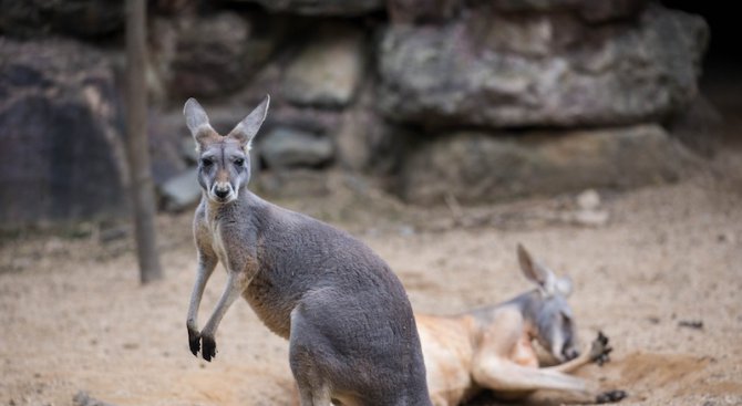 Австралиец искал да извърши атентат с кенгуру