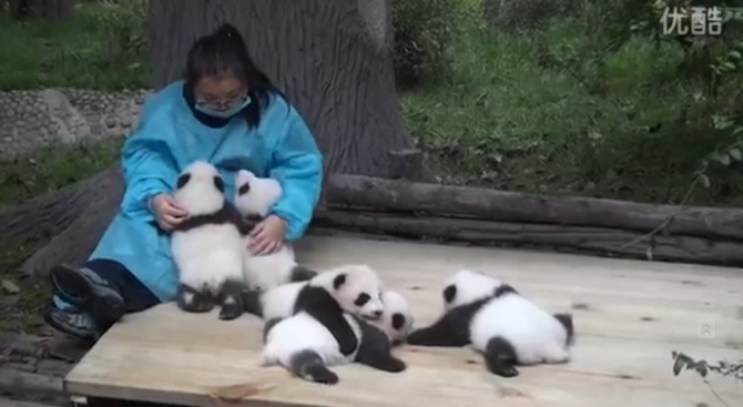 Жена получава заплата, за да гали панди