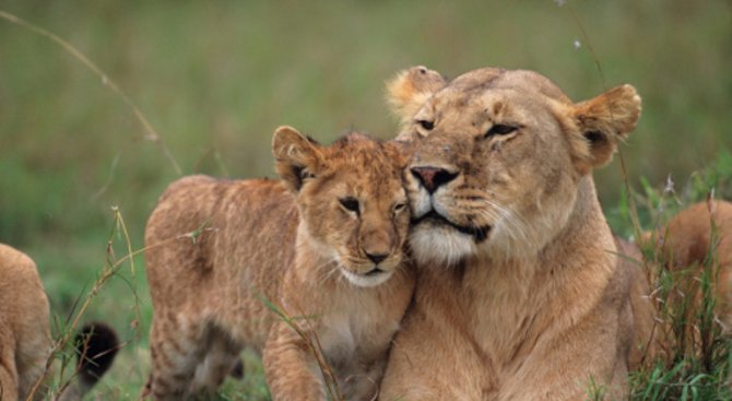 Откриха скрита популация от 200 лъва в Етиопия