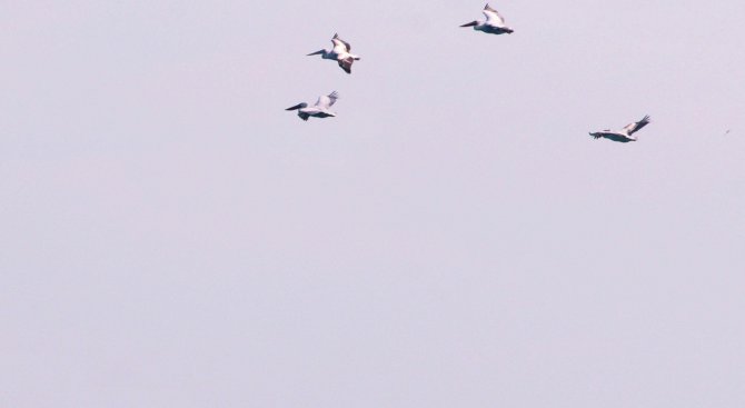 Пеликани прелетяха над Бургаския залив (снимки)