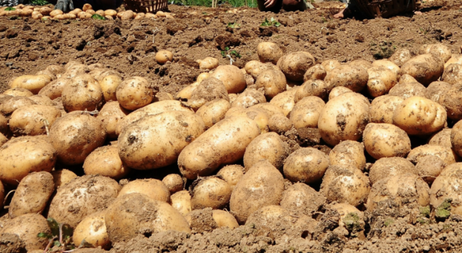 Картофи с тонове залежават в Смолянска област