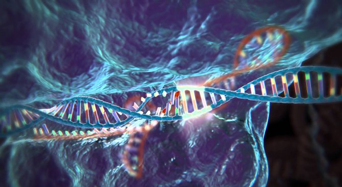 Учени получиха разрешение за спорна технология за редактиране на човешки гени