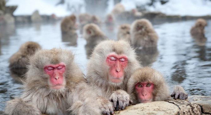 Джигокудани - паркът на снежните маймуни