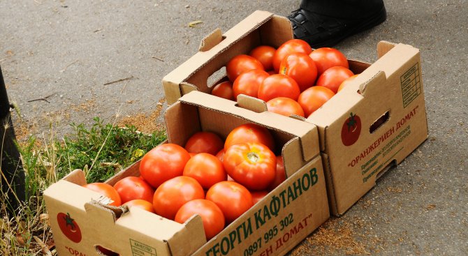 Изнасяме домати и краставици за Румъния, Германия, Чехия и Англия