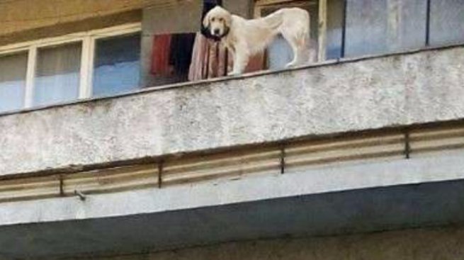Кучета скелети стоят затворени на балкон
