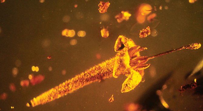 Учени откриха отровно цвете на 30 млн. години