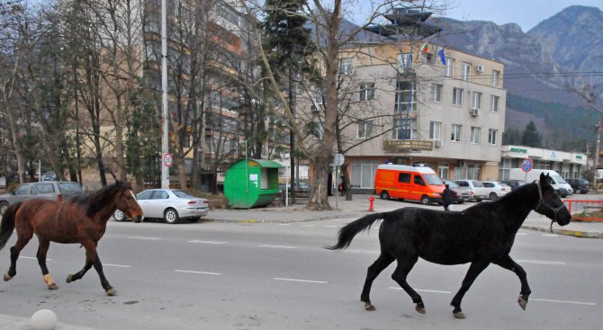 Увеличават се сигналите за скитащи коне в София