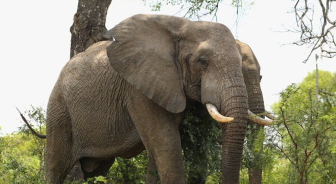 Слон вилня по време на фестивал в Индия (видео)