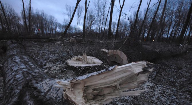Обмислят законови промени за повишаване на събираемостта на глобите за нарушения в горите
