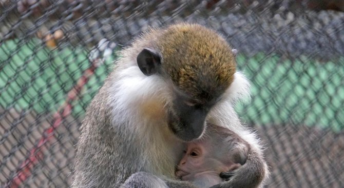 Маймунка е най-новият обитател на зоопарка в Айтос