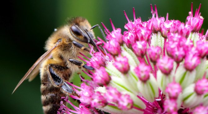 Нова наредба цели по-добра защита на пчелите