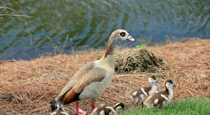 Пеликани, лешояди и гъски – параван за източване на пари от Европа