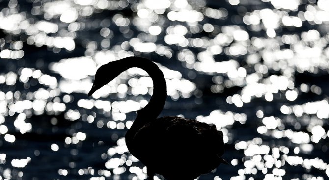 Строители купиха черни лебеди за зоопарка във Варна