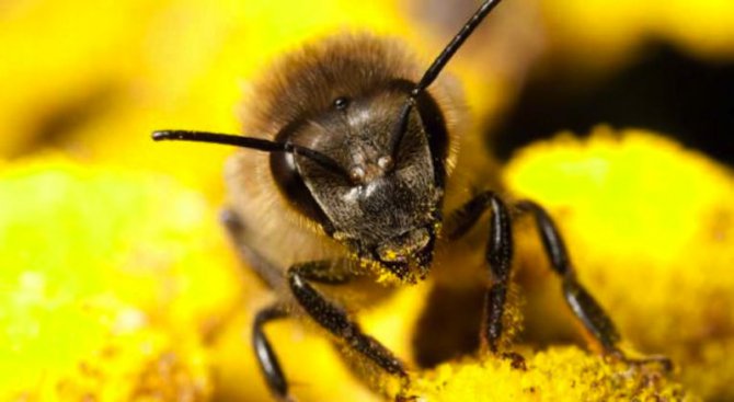 Пчелари на протест заради вредни пестициди