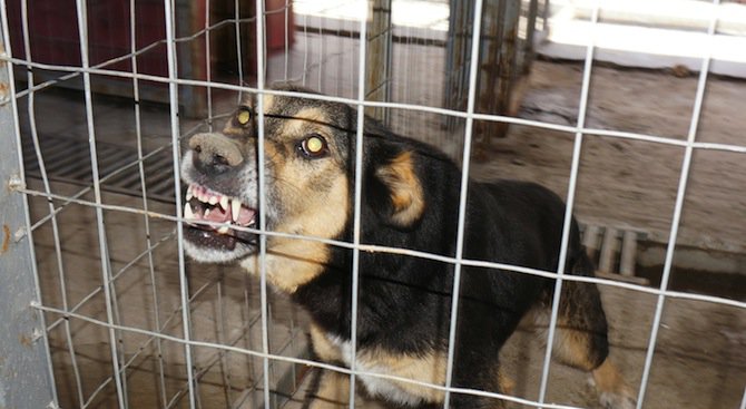 Агресивни бездомни кучета хапят жителите на Девин