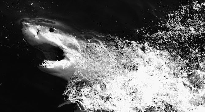Австралийски сърфист е в тежко състояние след нападение от акула