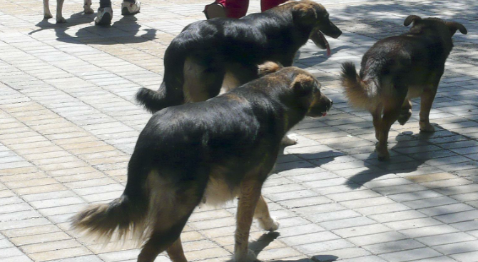 Бездомни кучета са нападнали две жени в Ловеч