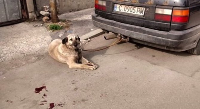 Мъж влачи кучето си с кола, арестуват гражданин, който го спрял