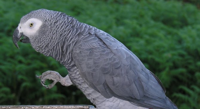 Две години условно за трафик на африкански папагали