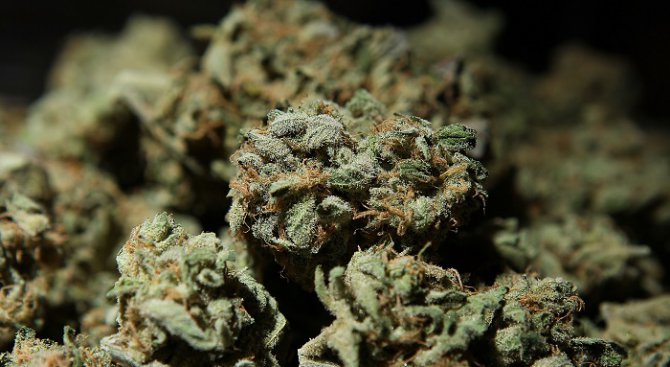 Над килограм марихуана откриха габровски полицаи