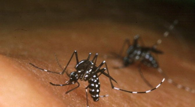 Русе започна битката срещу комарите