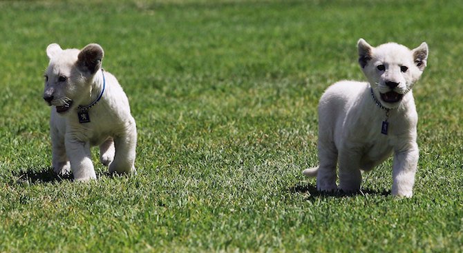 Три бели лъвчета се родиха във френски зоопарк