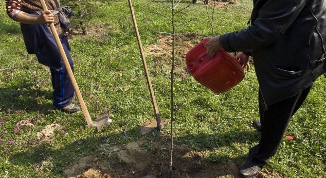 Засадиха нови дръвчета в Пловдив