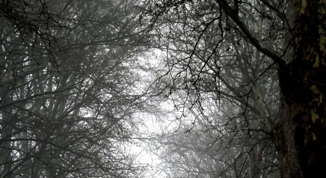 Подменят стари и опасни дървета в Бургас, 46 ще бъдат изкоренени