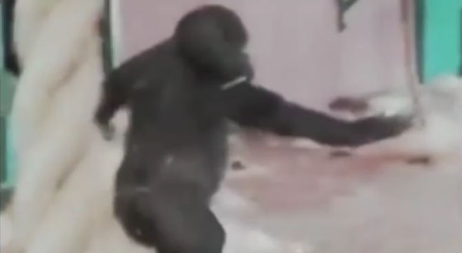 Танцуваща горила стана хит в нета (видео)