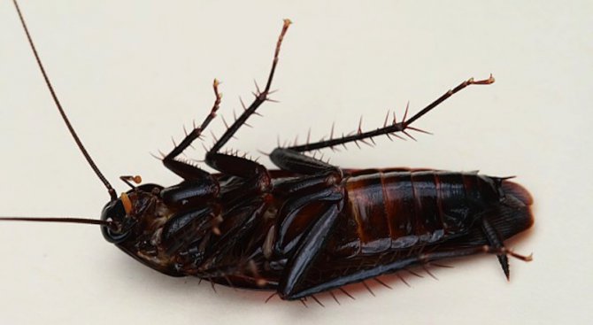Хлебарките ще оцелеят дори и след взрив на дома